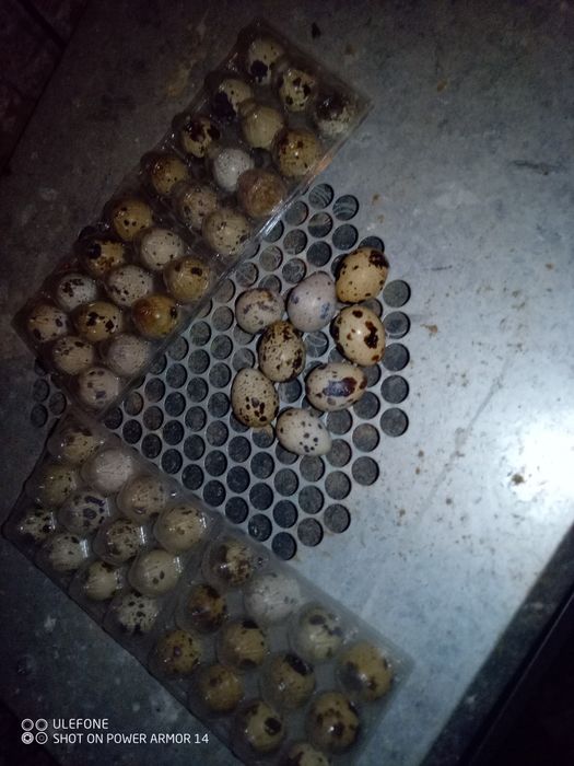 Ovos de codorniz