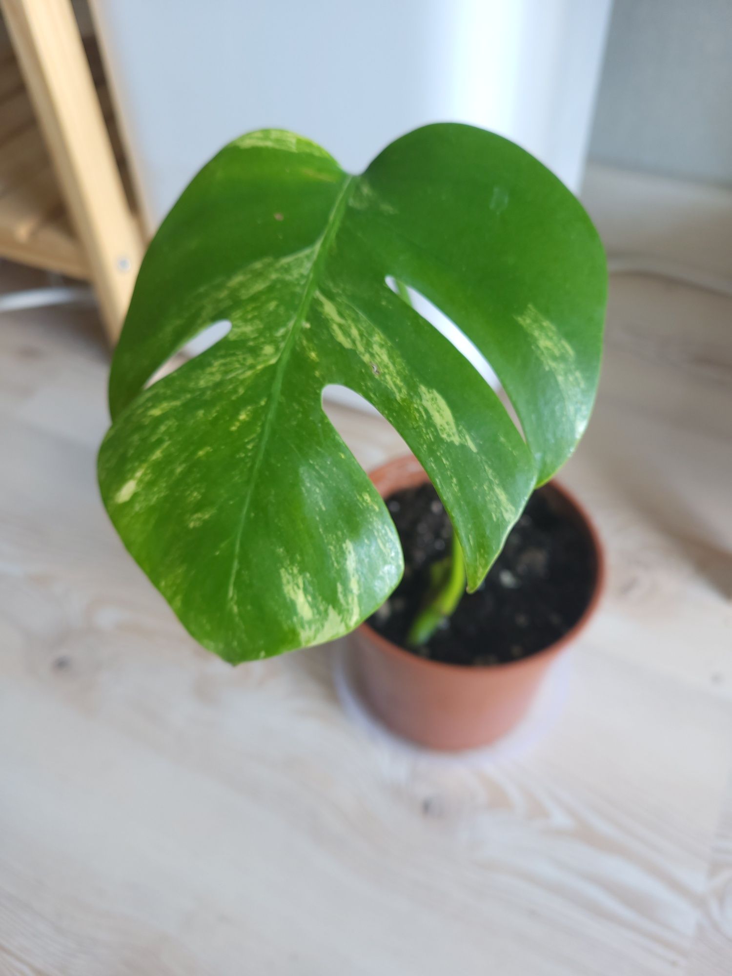 Monstera marmorata