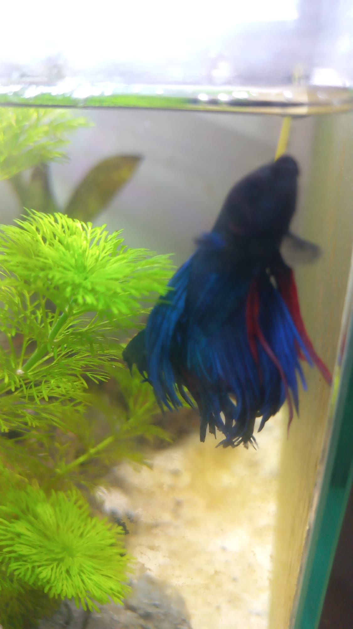Betta Crowntail azul