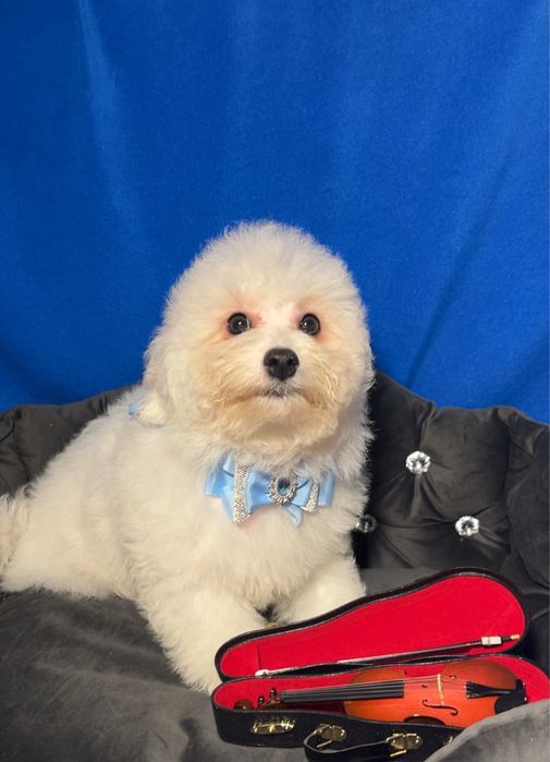 Цуценя бішон фрізе