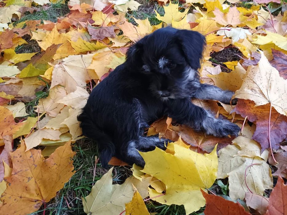 Цуценята цвергшнауцера