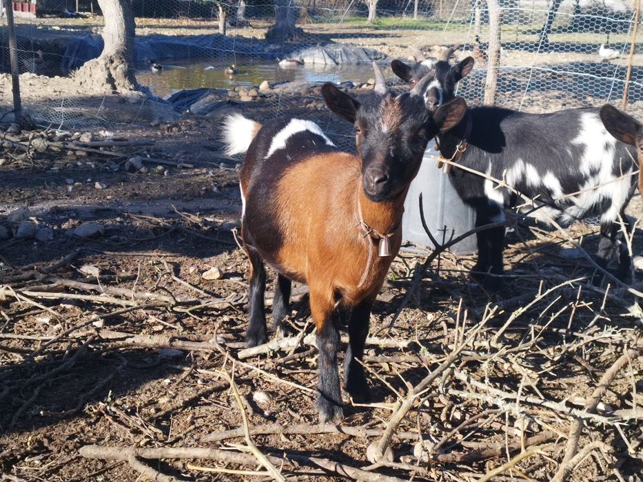 Cabrinhas anãs  para  companhia