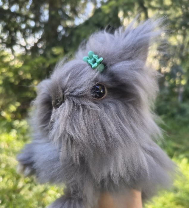 Mini / Karzełek teddy /cudne maleństwa / teddy