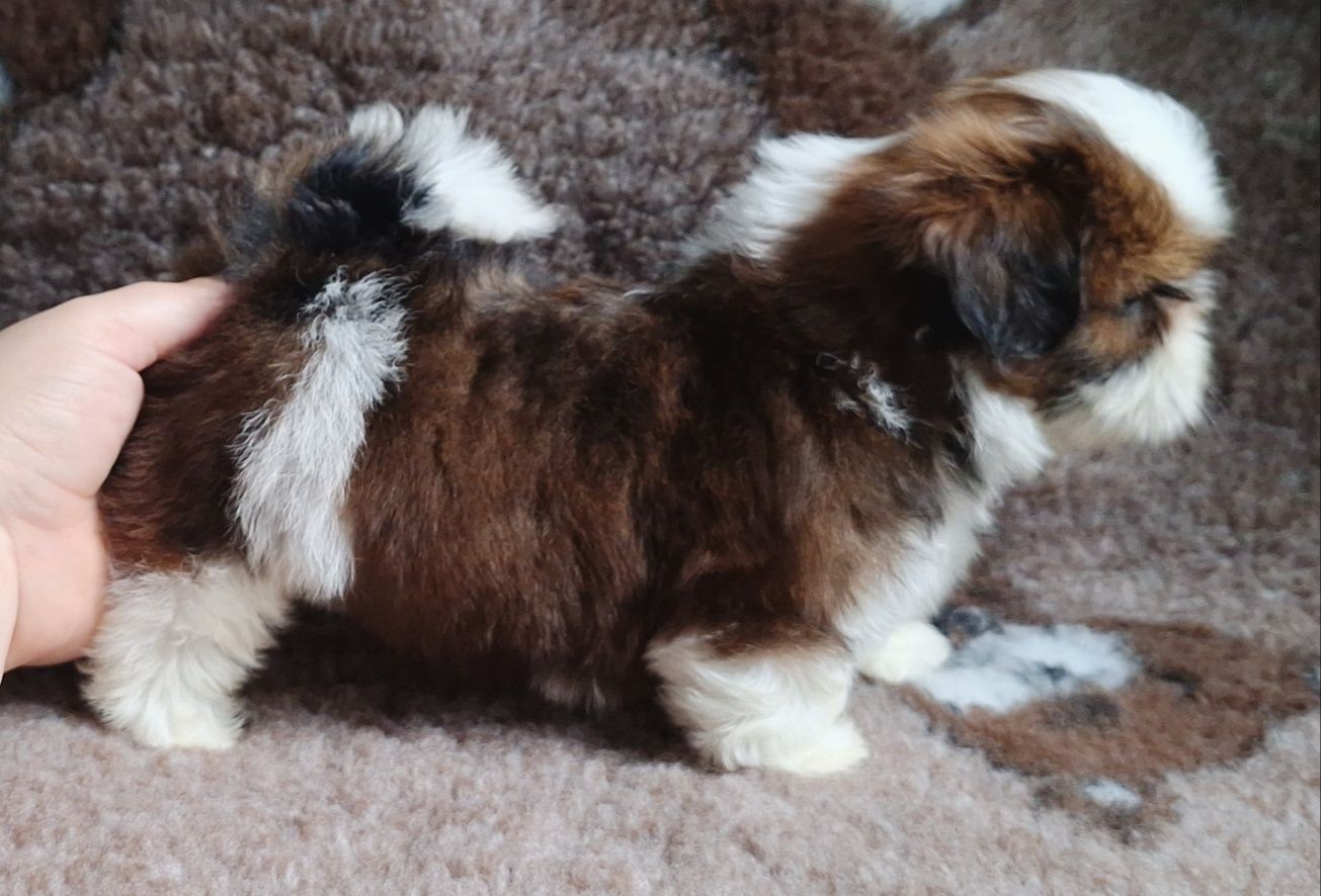Piękny chłopiec biało-czerwony Shih Tzu z rodowodem - zapraszamy