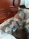 Maine Coon kotki,kocurki