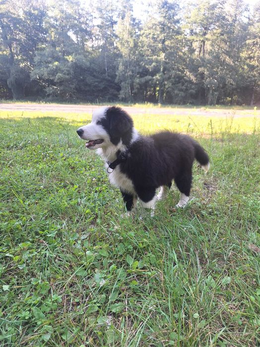 Border collie szczeniak gotowy do odbioru szuka domu