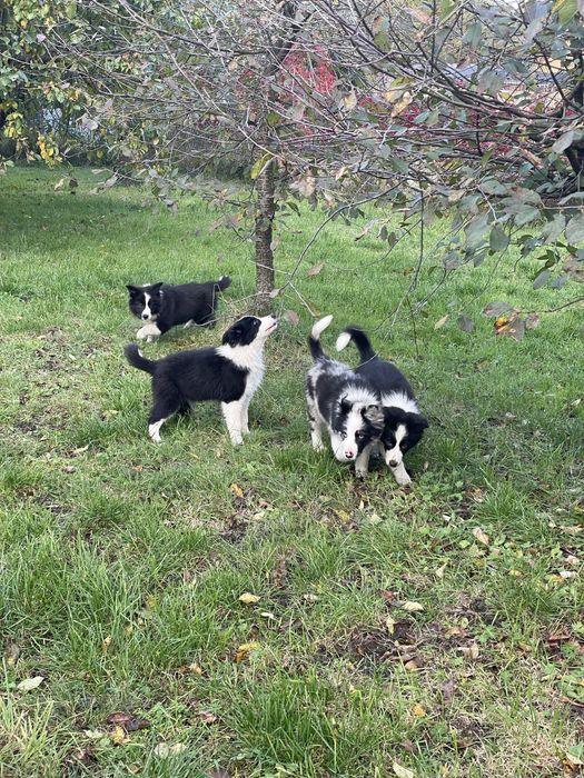 Suka border collie szczeniak