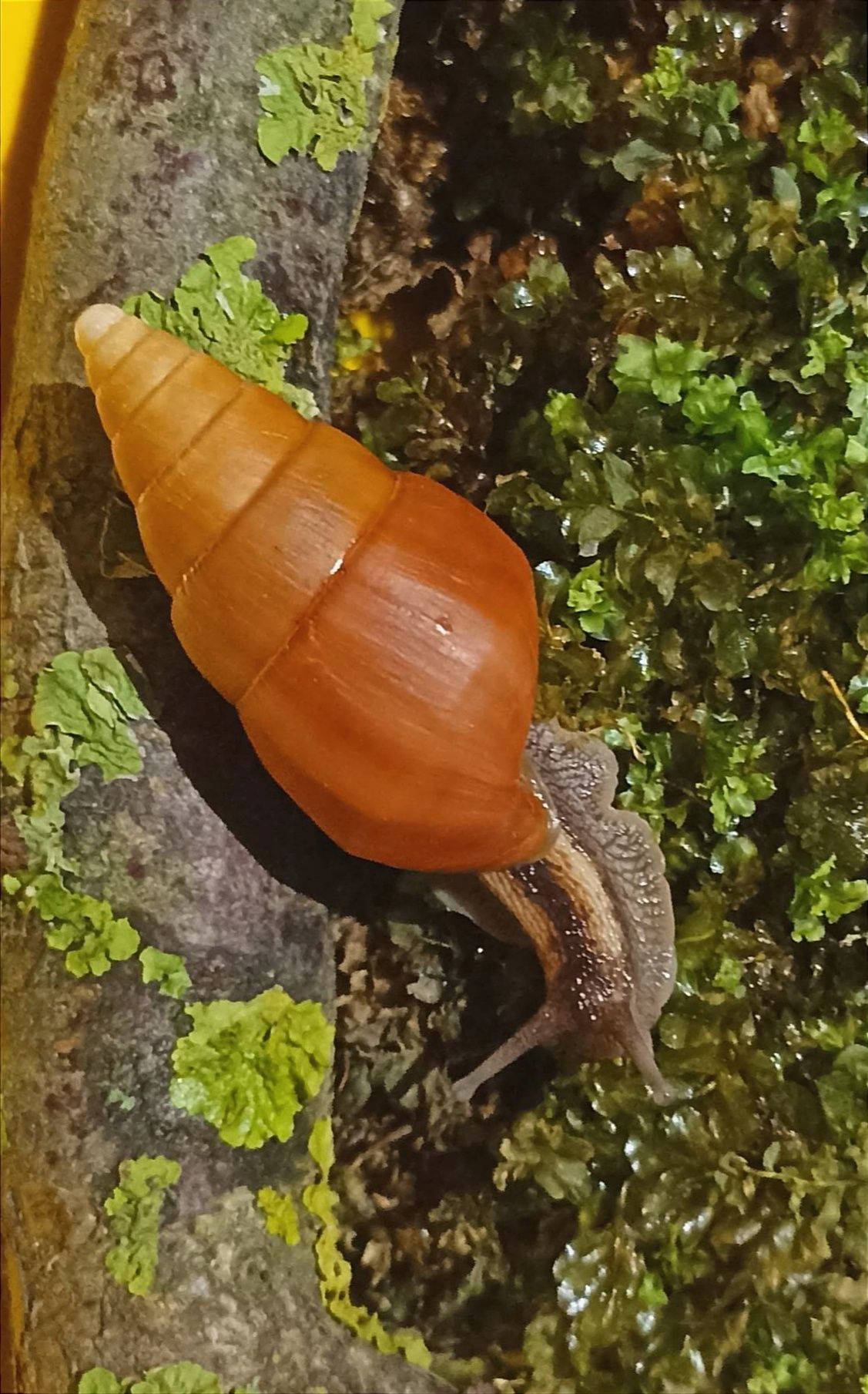 Limicolaria flammea Orange F2.. Ślimak afrykański.