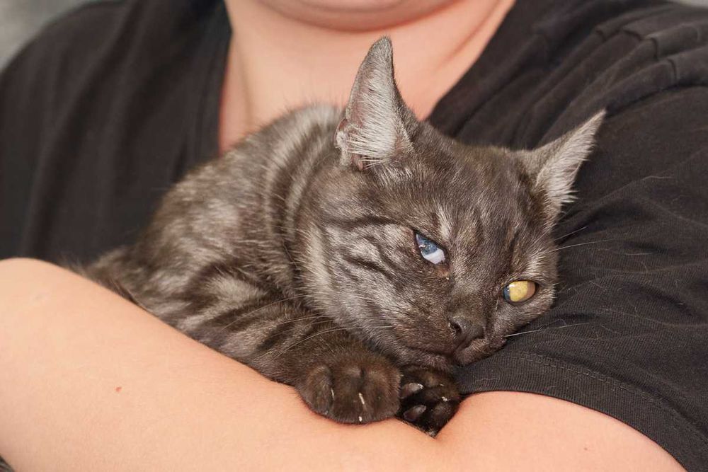 kociak  szuka domu -schronisko Zgierz -aktualne