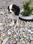 Piesek Cavalier King Charles Spaniel