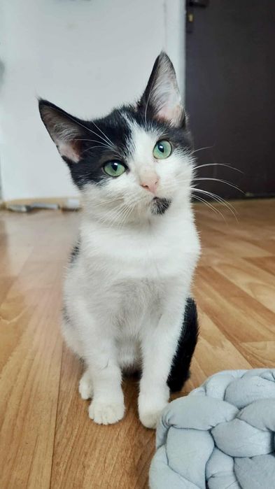 Dwie uratowane sierotki szukają domkow-do adopcji