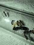 Mrówki camponotus fallax