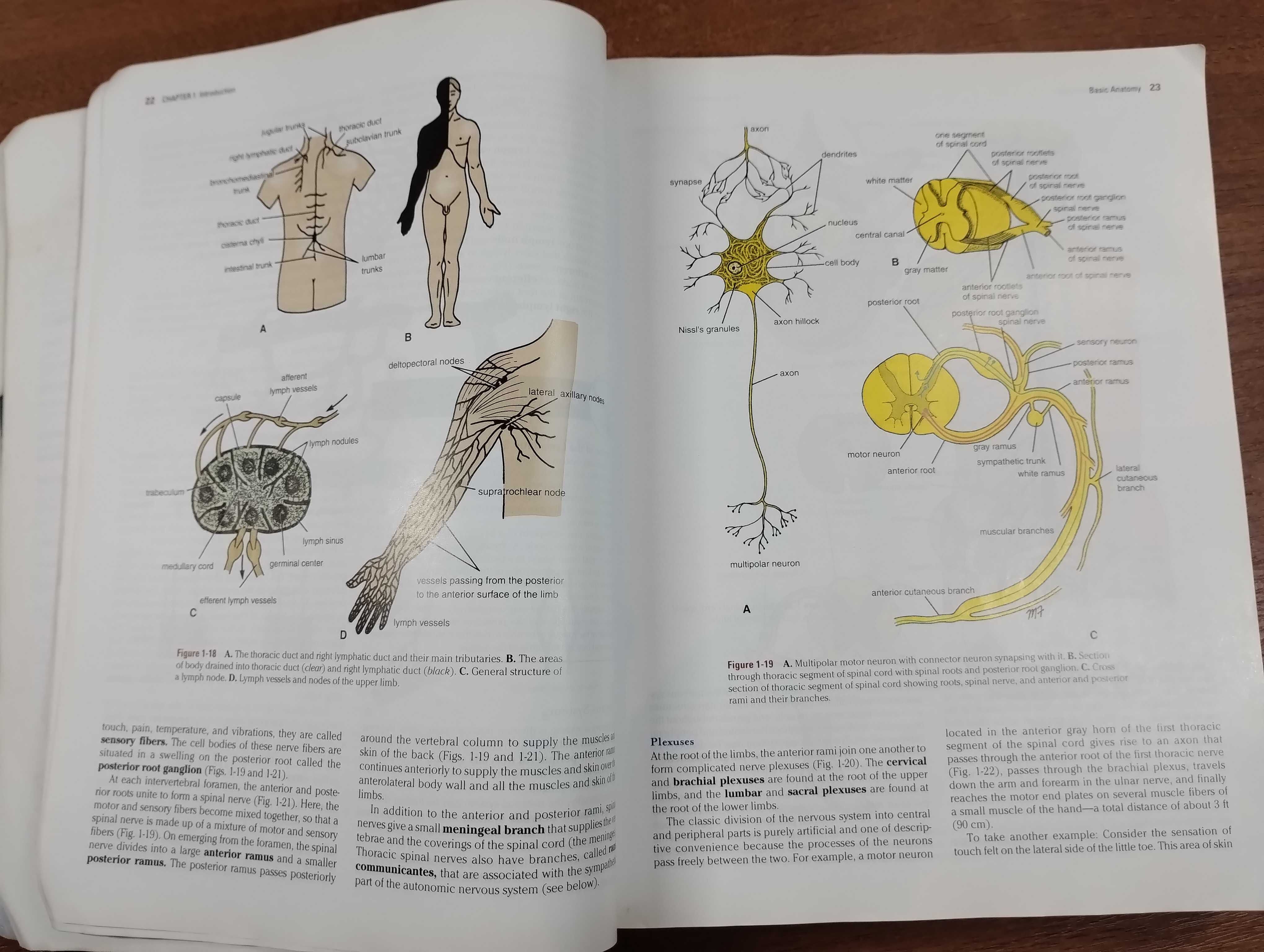 Clinical Anatomy by Regions (Richard Snell, 8th Edition)