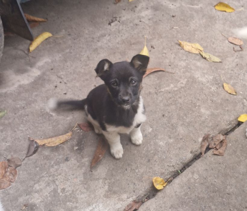 Собачка цуценя віддам