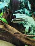 Kribensis (Pelvicachromis pulcher)