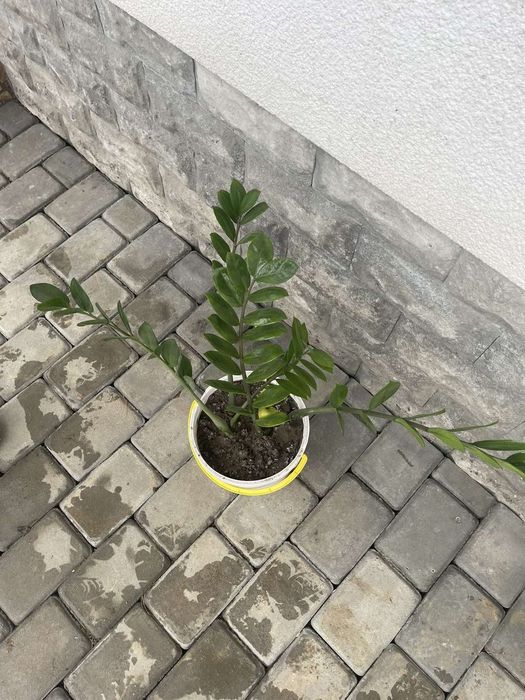 Замиокулькас долларове дерево