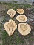 Plastry drewna orzecha jesionu wiązu lipy