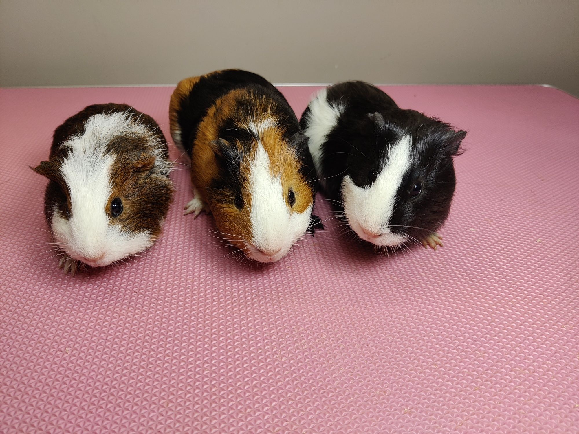 Świnki morskie  sklep zoologiczny Julianowska 7b Łódź
