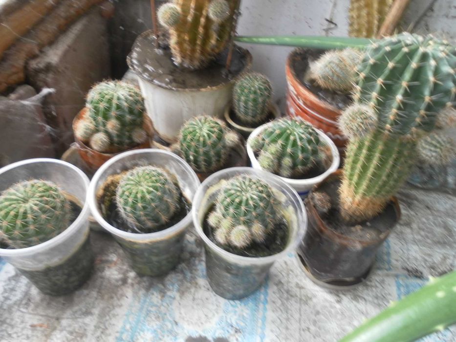 Финиковая пальма, кактусы, алое