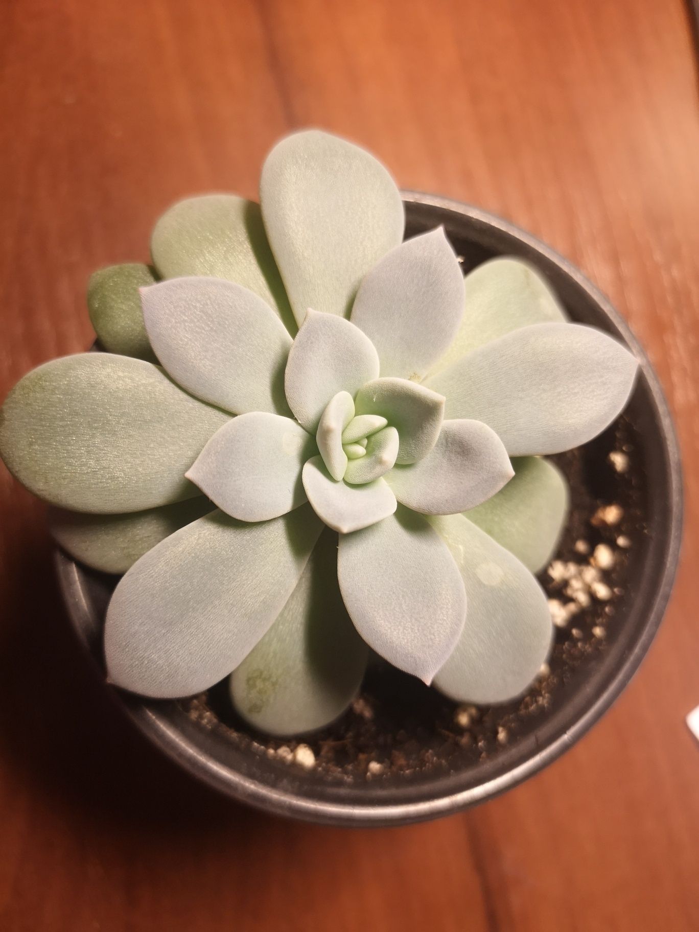 Сукулент (Echeveria prolifica)