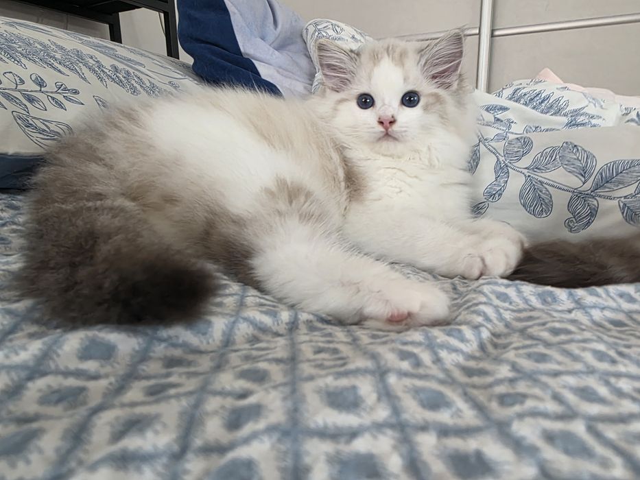 Cudowny charakter, kocurek ,Ragdoll