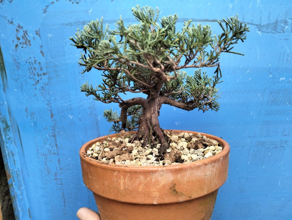 Bonsai juniperos Blue horizontalis