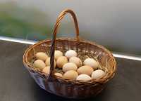 Jaja kurze wiejskie jajka