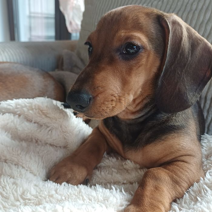 Jamnik Krótkowłosy