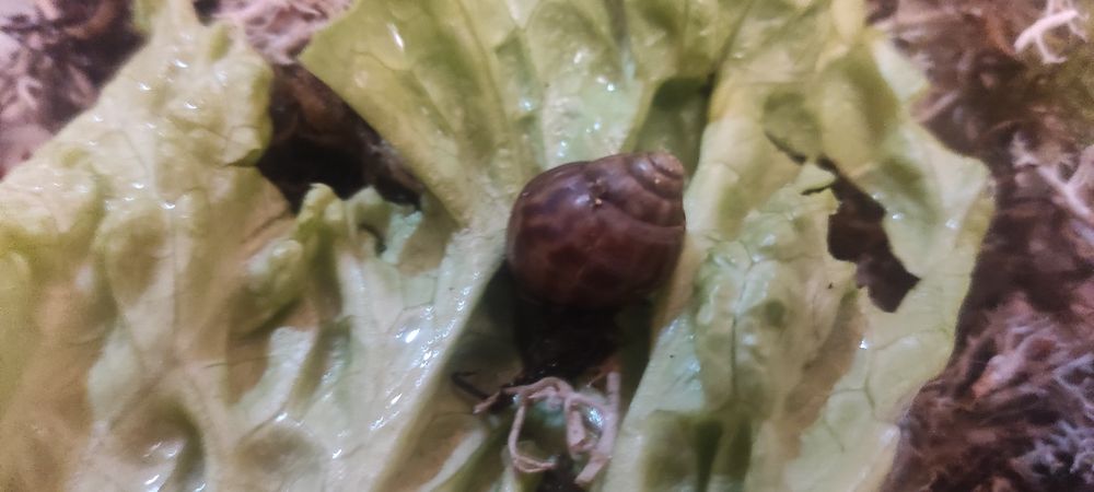 Супер улитята Ахатины Имакуляты