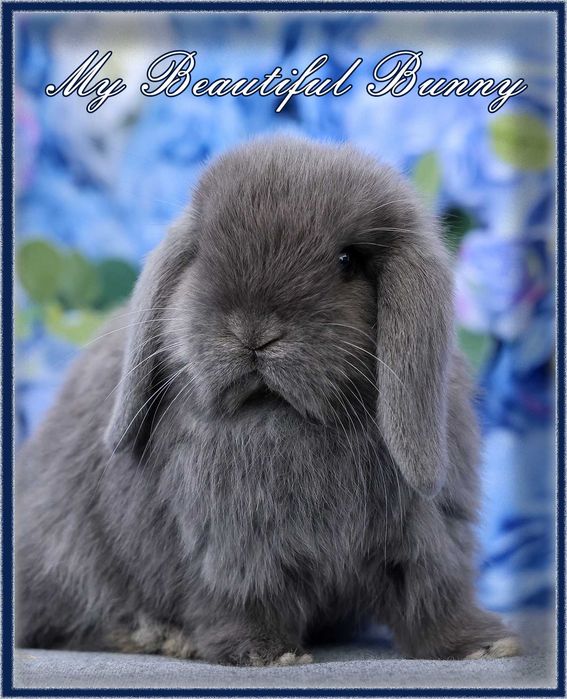 Młody Piękny Królik 100% Mini Lop - Niebieski