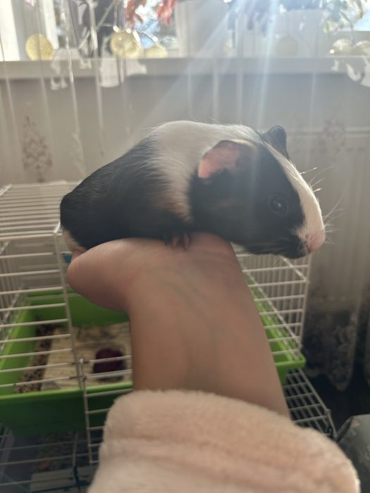 Продам морську свинку, дівчинку + клітка
