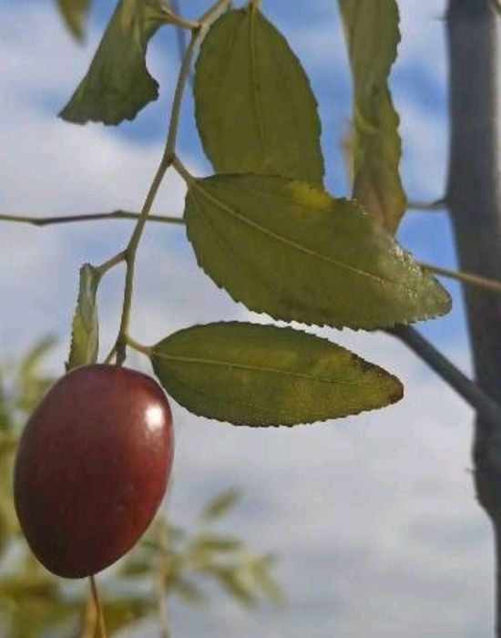 Дейция, морозник, ромашка гибискус ежевика лещина малина унаби зизифус