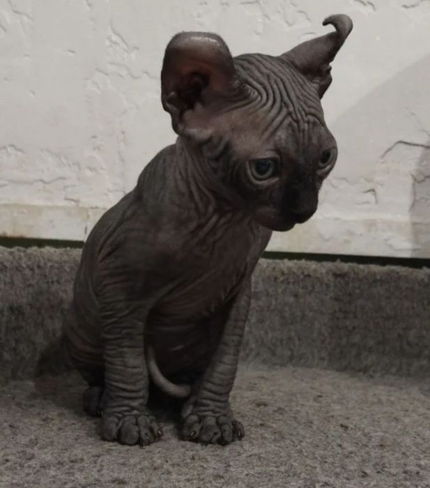 Єльф. Канадський сфінкс