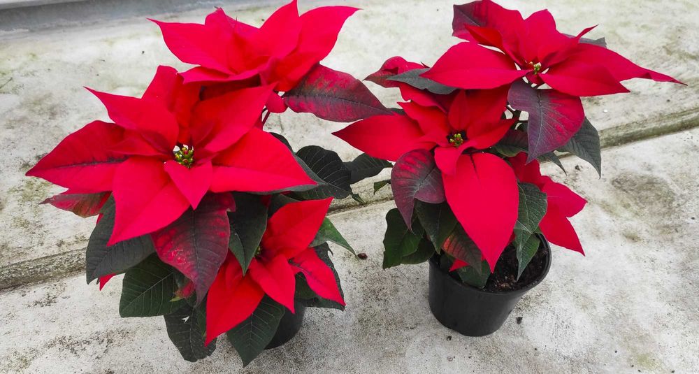 Estrela-de-Natal ou Flor-do-Natal - planta em vaso