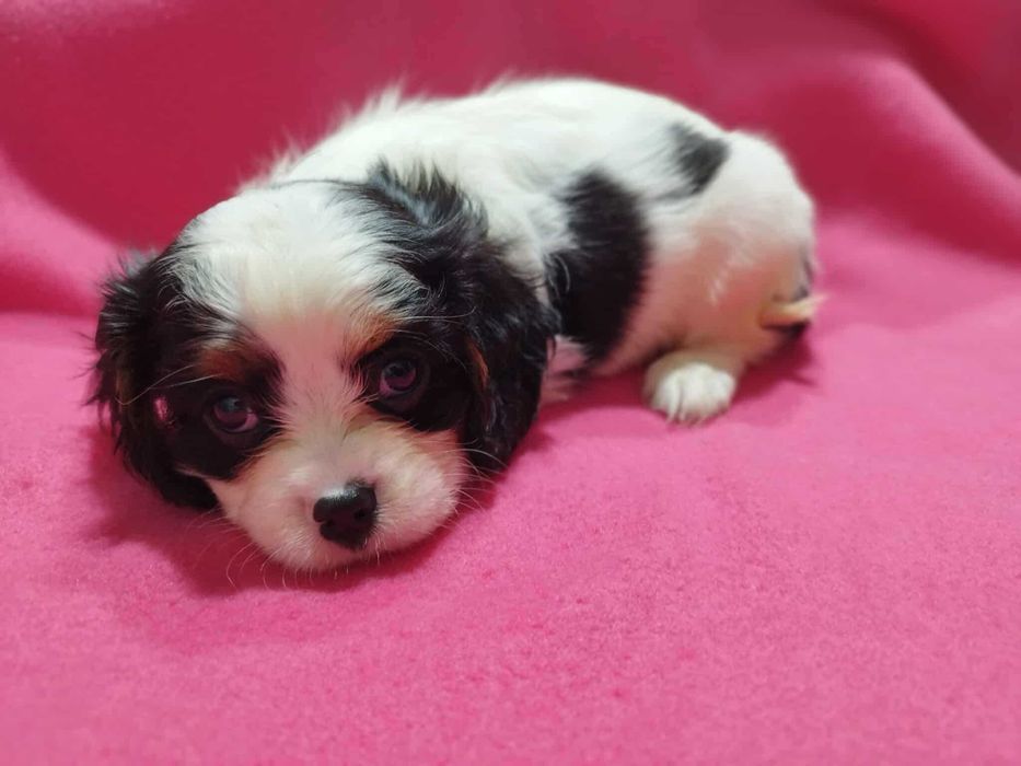 *** Cavalier King Charles Spaniel Malutki Chłopczyk ***