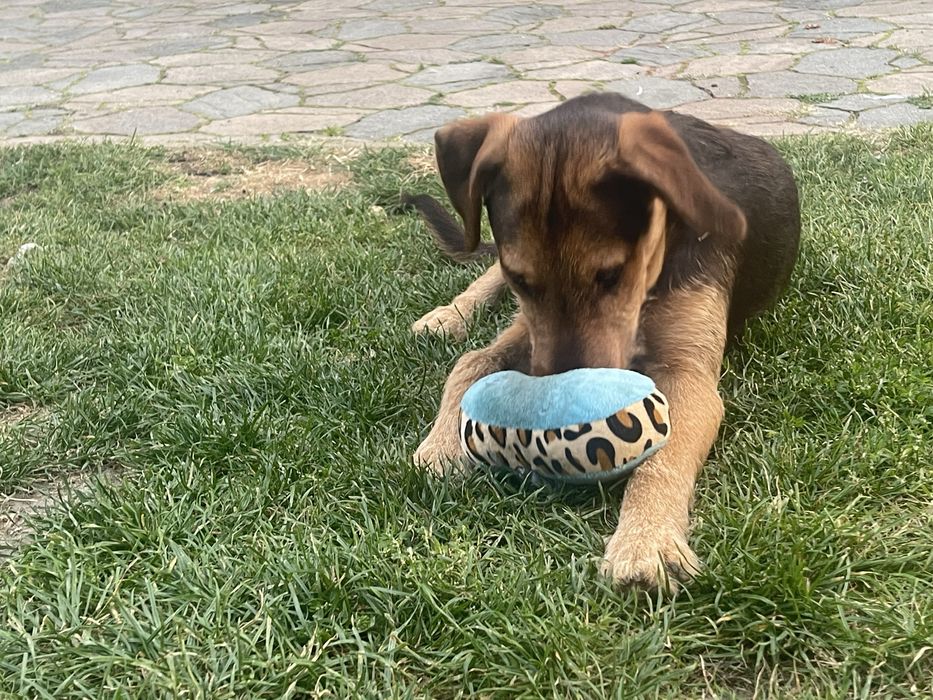 Oddam psa rasy terrier niemiecki (krzyzowka)
