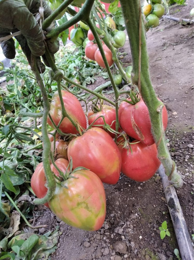 Sprzedam sadzonki pomidorów, ogórków AKTUALNE