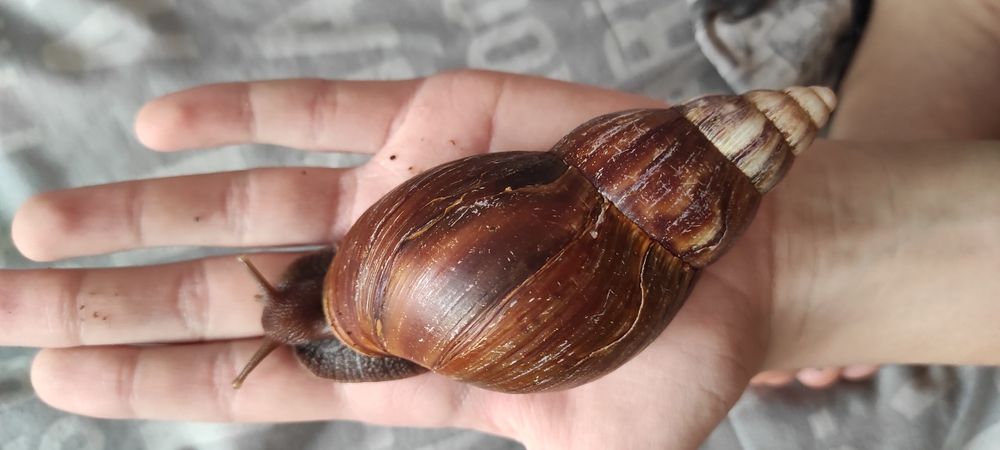 Улитка ахатина, 3 подрощенные на лот, равлик Ахатина