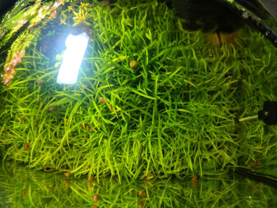 Sagittaria subulata