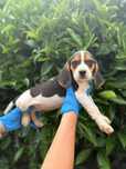 Beagles espetaculares