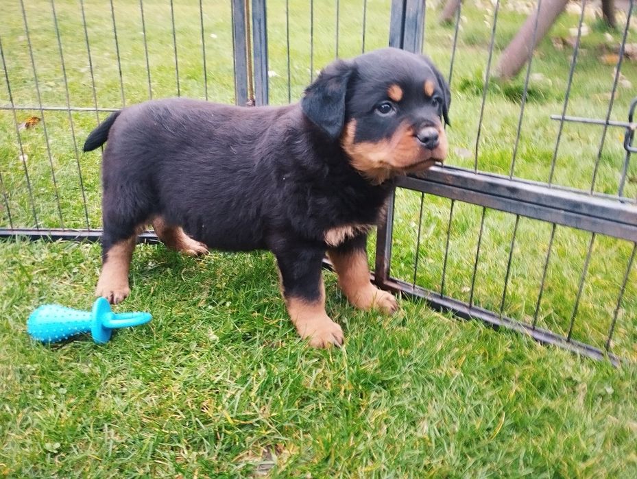Rottweiler - piesek samiec