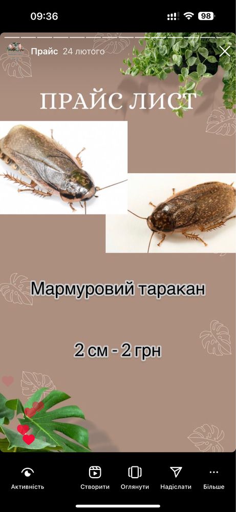Кормові комахи, мучнік, зофобаси, таракани