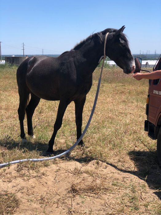 Poldro lusitano muito típico