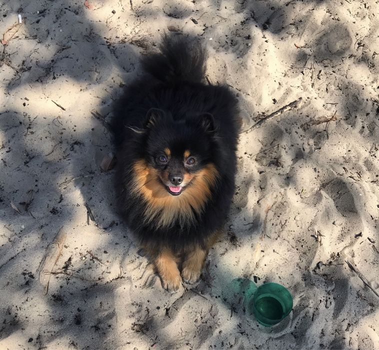 Німецький шпіц (чорно-підпалий), вязка