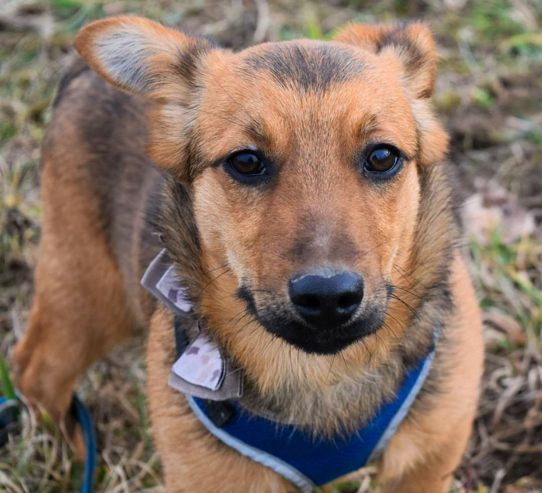 Mały kochany pies szuka domu Adopcja