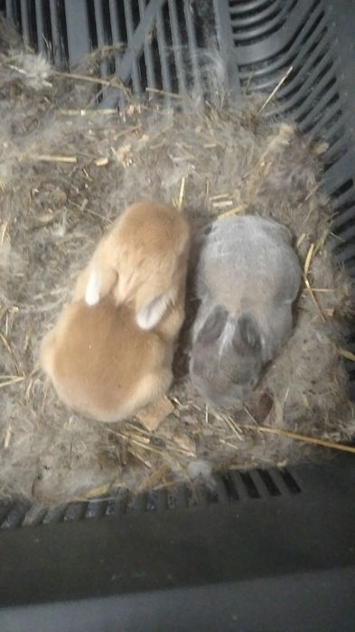 Кролики маленькие