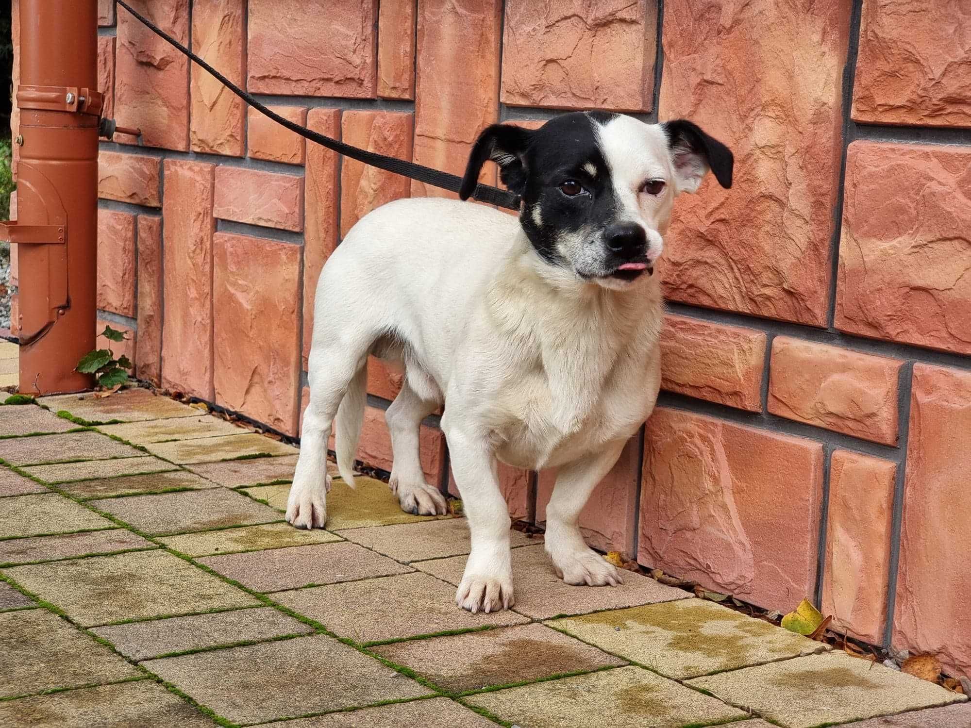 Karbon - mały piesek do adopcji