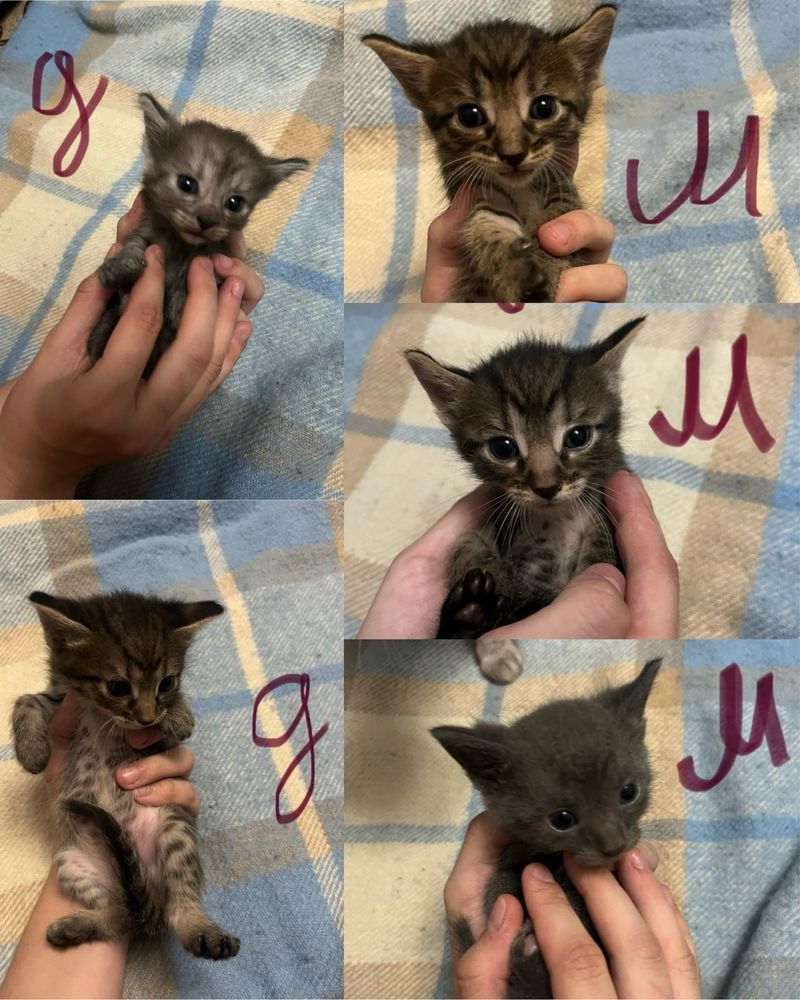 Отдам котят (Херсон, Николаев, Киев, Белая Церковь)