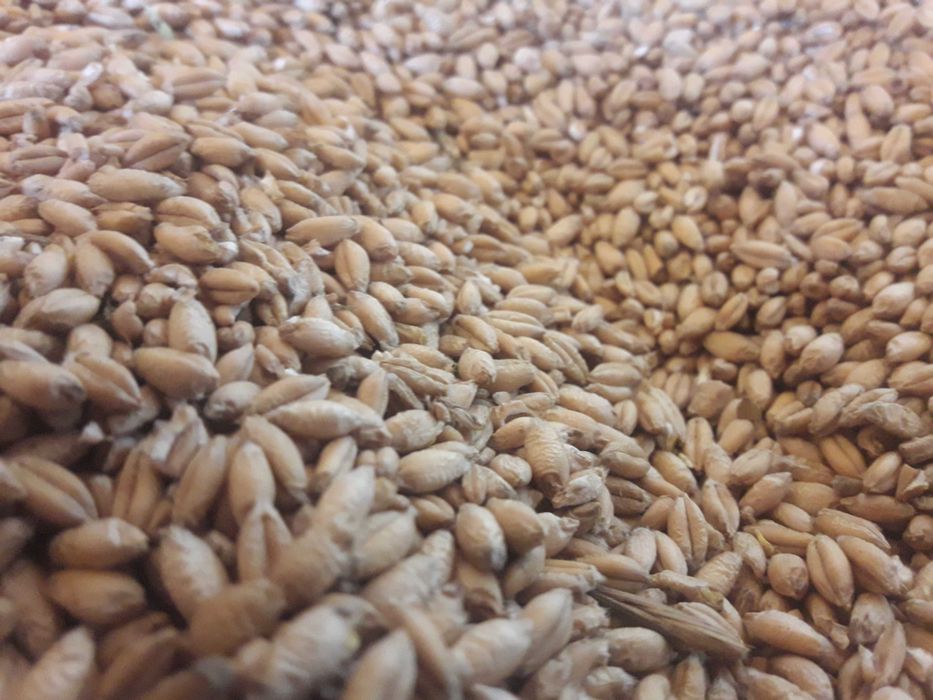 Pszenżyto Tadeus grube ziarno pierwszy rok po centrali worki 50kg 55zł