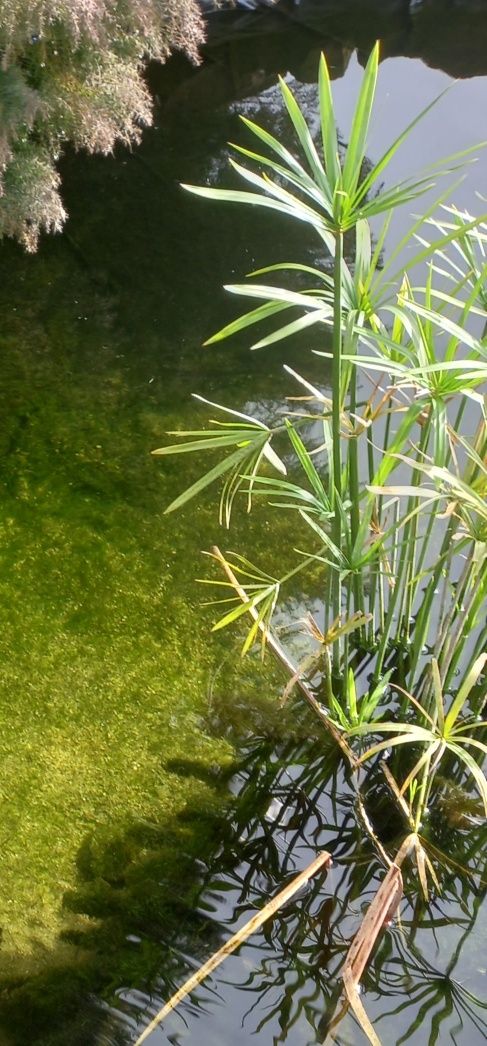 Cometas varis tamanhos e vazos com plantas aquaticas